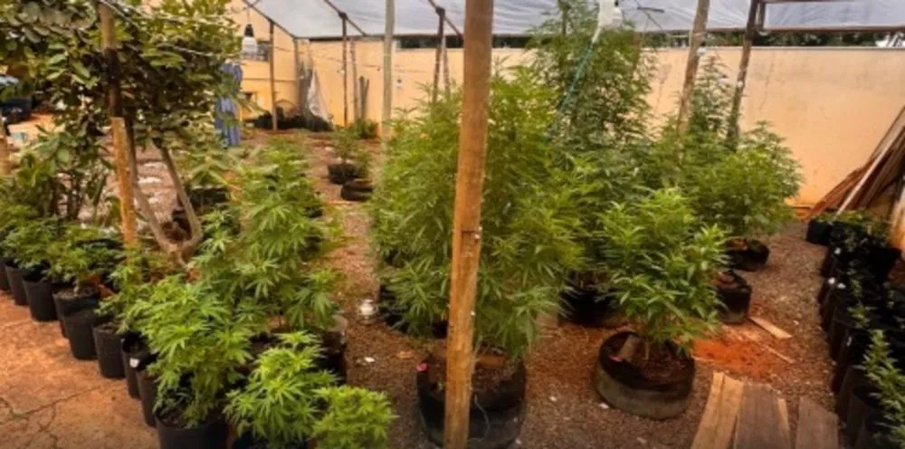 Idoso extrapola decisão judicial e é preso com plantação de maconha em Campo Grande