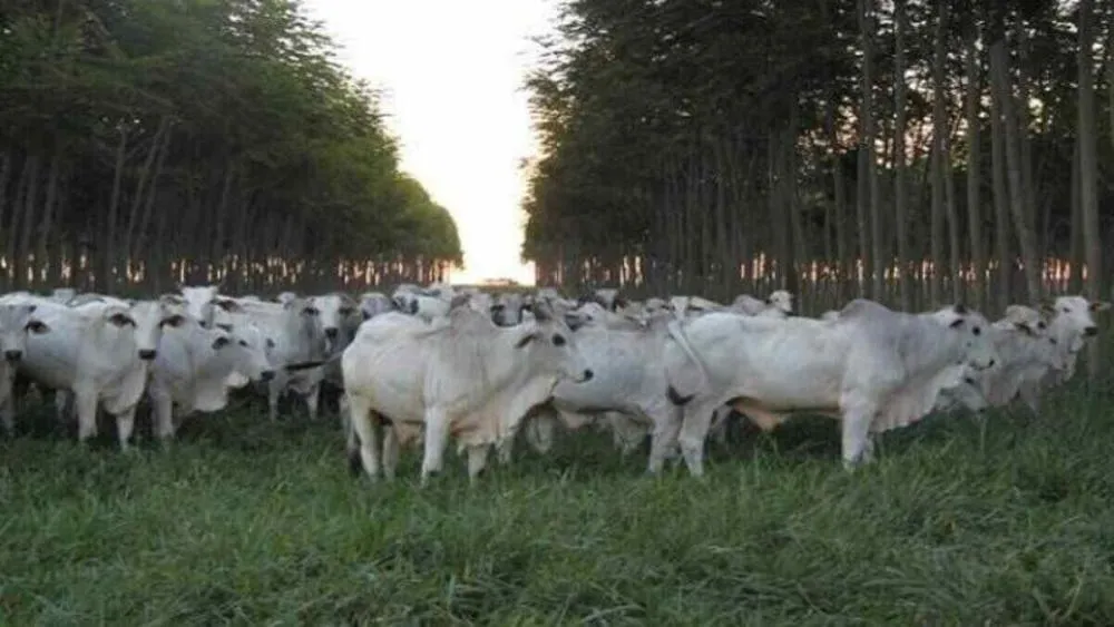 Acordo Mercosul–União Europeia é alternativa ao agro de MS diante da taxação chinesa