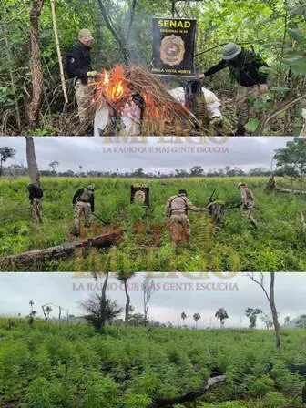 SENAD destrói 5 hectares de maconha e elimina acampamento narco em Amambay