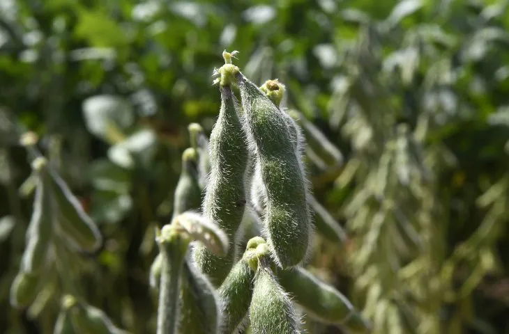 Quase 1 milhão de hectares de soja ainda não foram cadastrados em MS, e prazo se aproxima do fim
