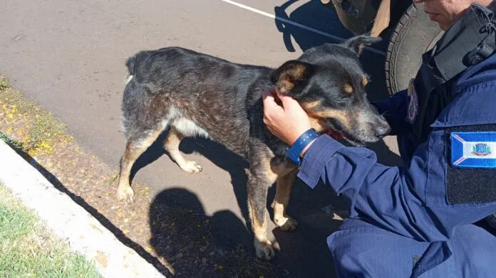 GCMFron recolhe animal solto no Horto Florestal em Ponta Porã